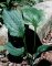 Echinacea thumbnail
