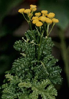 curly tansy